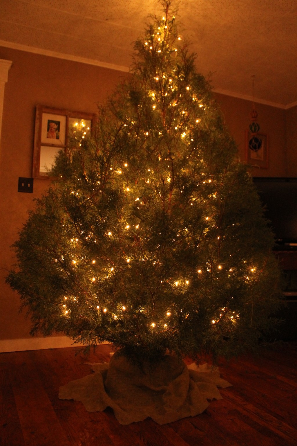 Weekend Wandering: The Hunt for the Perfect Christmas&nbsp;Tree