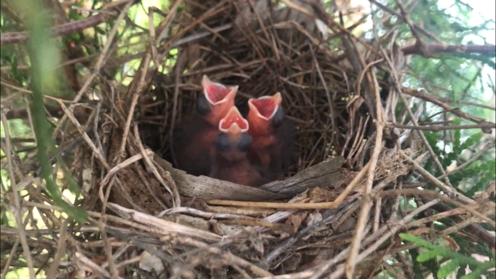 These Wee Small&nbsp;Years